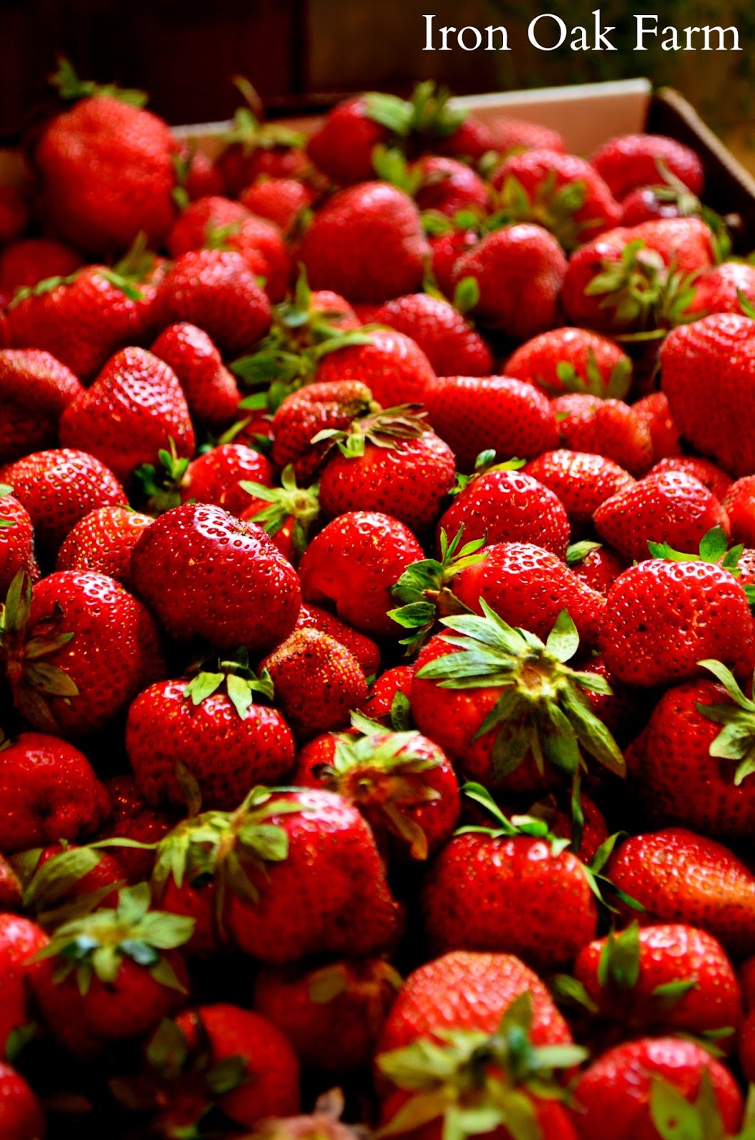 Iron Oak Farm Storing Strawberries After the Harvest