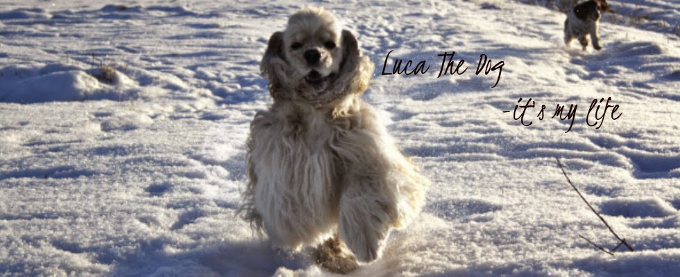 Luca The Dog - it's my life