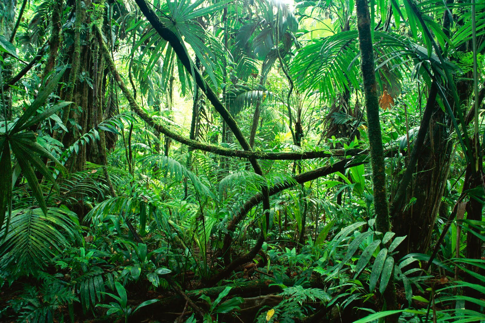 PENGERTIAN DAN DEFINISI HUTAN PRIMER