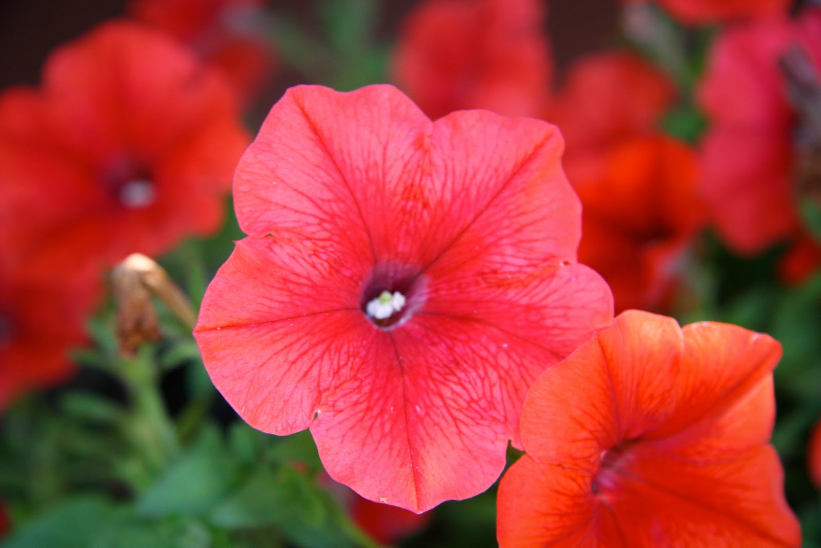 Every Mile A Memory Florida Flowers