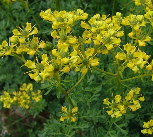 Imágenes de flores y plantas: Ruda