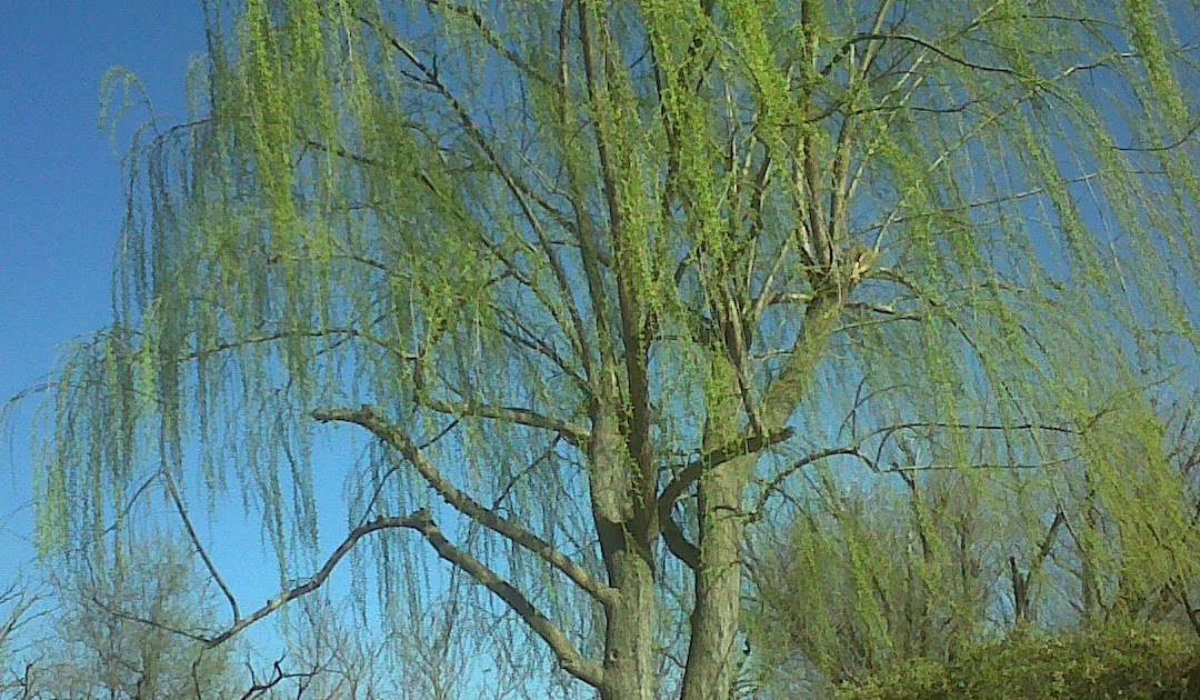 Elvestidordecris La Historia del Sauce Lloron.