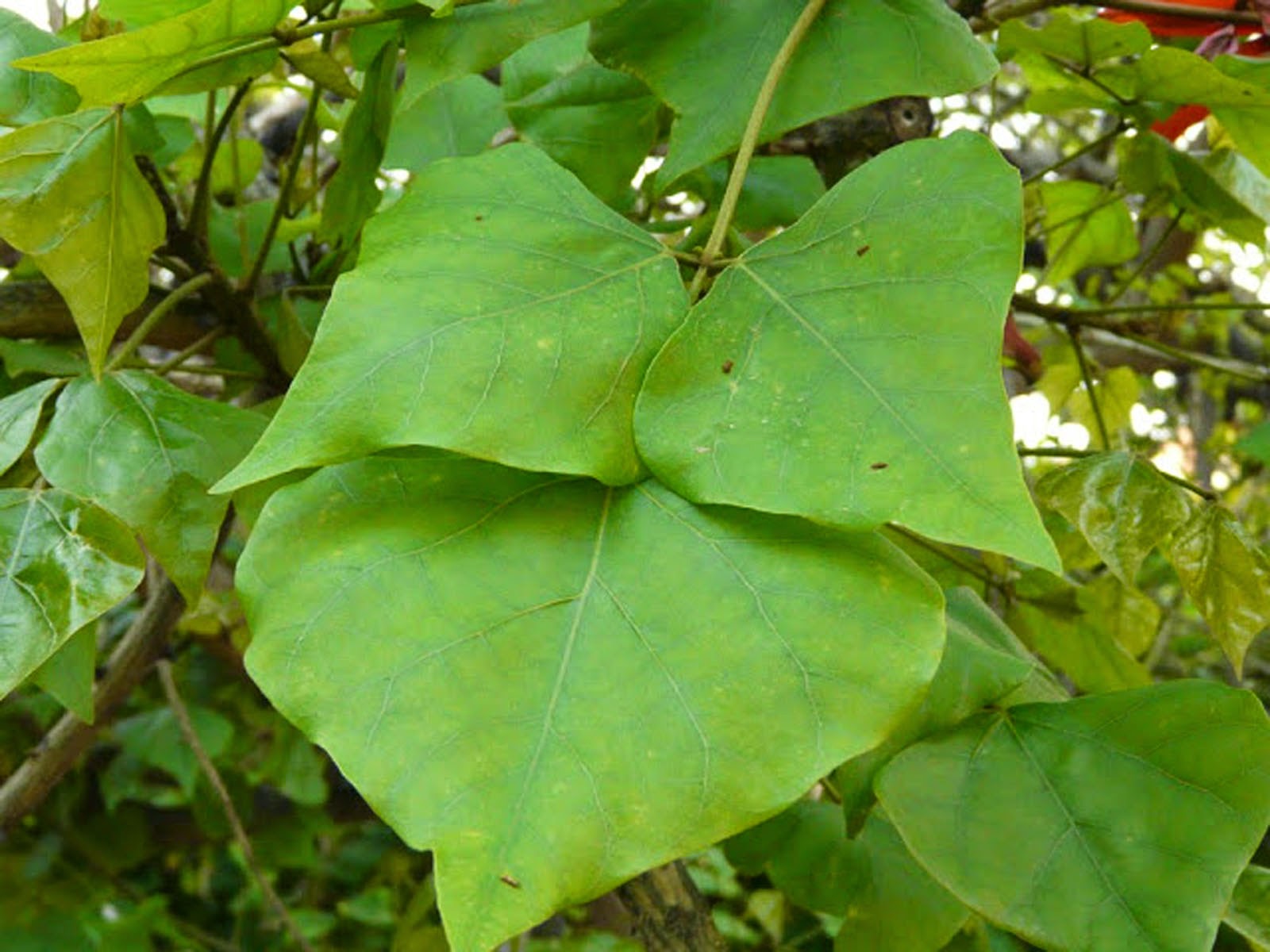 elarbolmiamigoencinarosa Erythrina caffra / Árbol coral / Ceibo con
