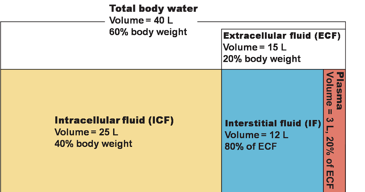 Brenda's A & P Eportfolio Objective 67 Contrast volume and