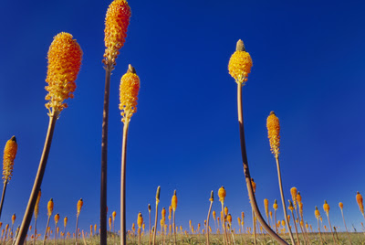 ESTAS SON LAS FLORES DE SUDAFRICA 3