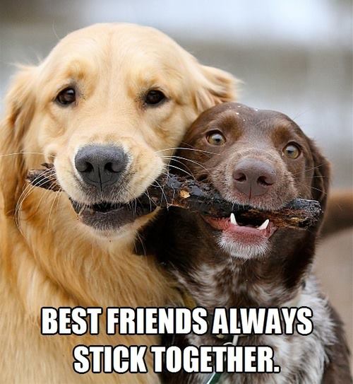 dog%2Bfriends.jpg
