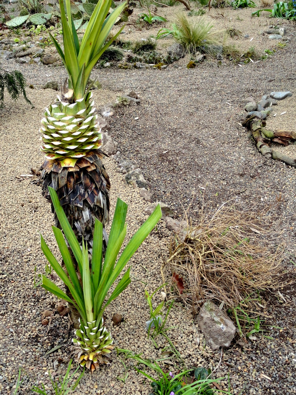 danger garden: Visiting the O’Byrnes nursery and garden…