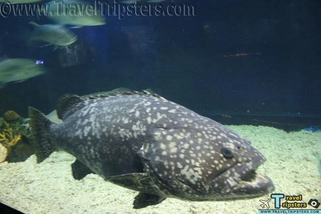 oceanarium oceanarium