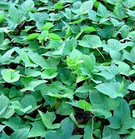 manfaat daun ubi jalar Manfaat daun ubi jalar