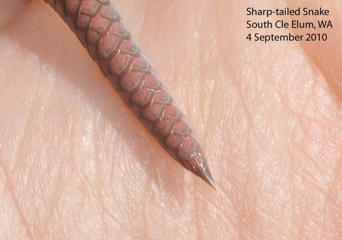 sharp tail