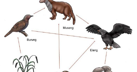 Rantai makanan di sawah, di hutan, dan di laut