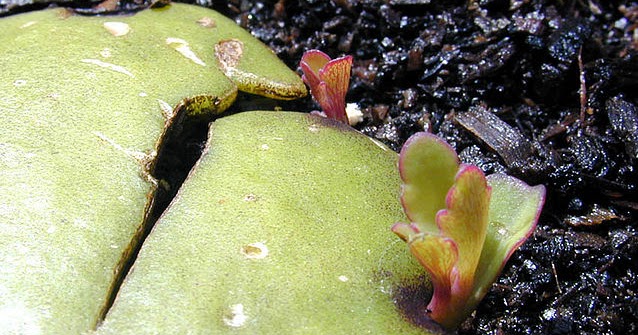 Cara dan Contoh Reproduksi Vegetatif Alami dan Buatan pada