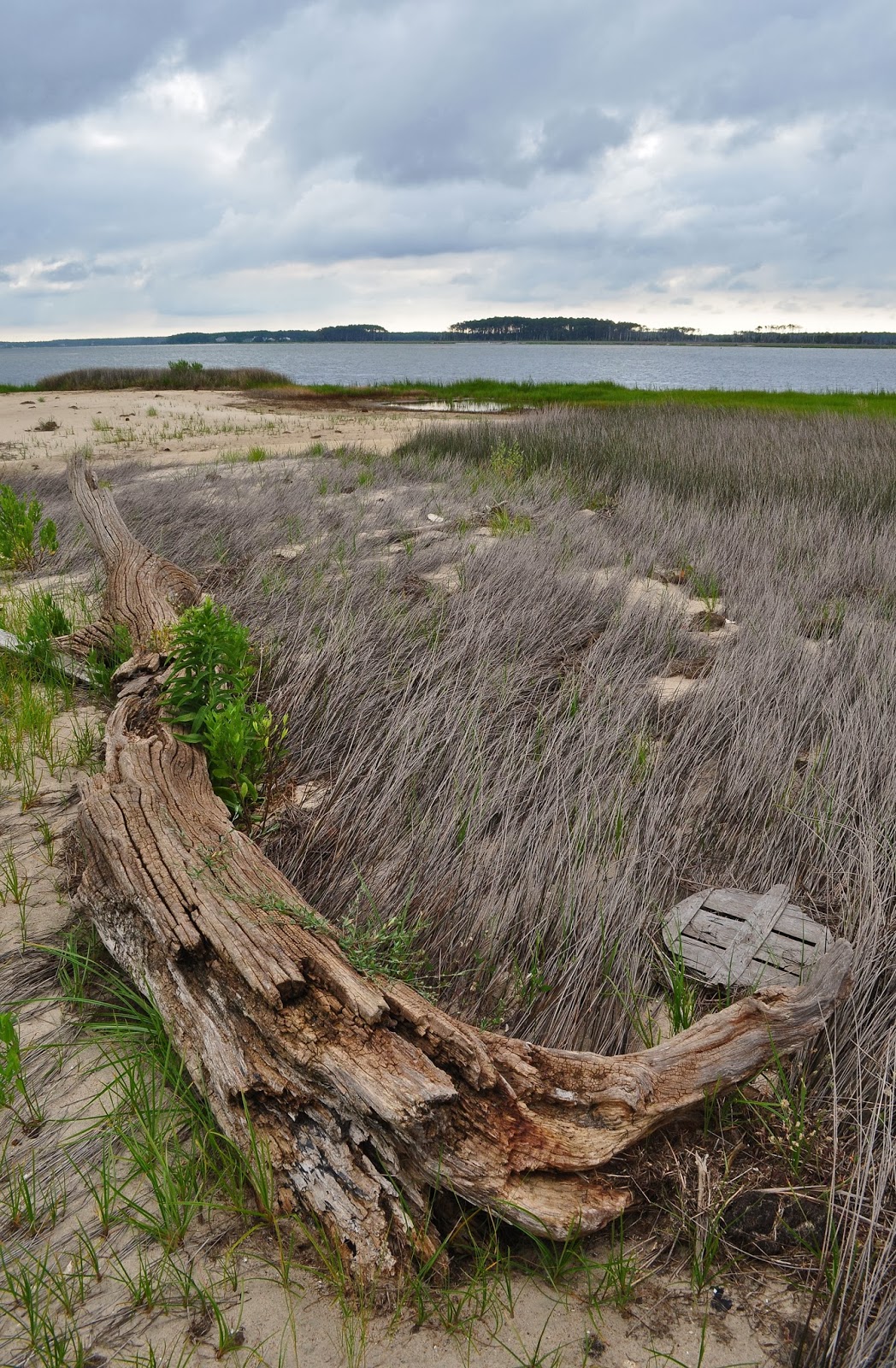A Tidewater Paddler Onancock Creek and Parkers Marsh 7/21/13