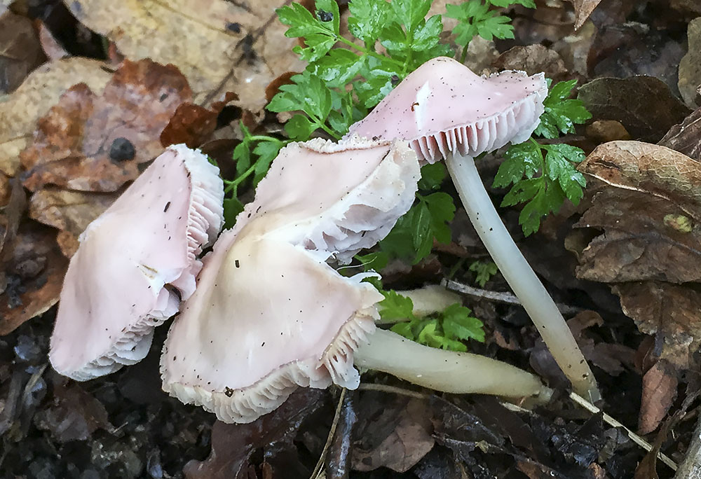 Mycena rosea, Rosy Bonnet. Coombes Wood, Riddlesdown, 26 December 2014. Mycena rosea, Rosy Bonnet. Coombes Wood, Riddlesdown, 26 December 2014.
