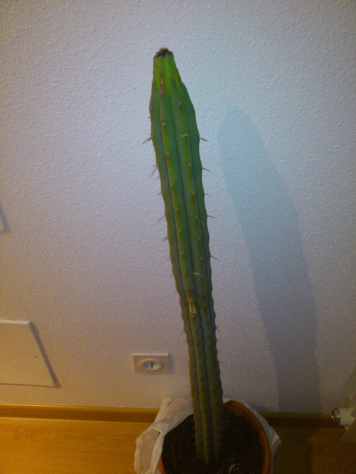 Xakupaku: Cactus SOS como salvar un cactus