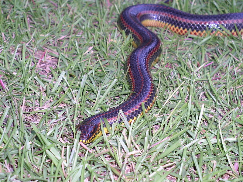 Farancia (Mud Snake) SNAKES