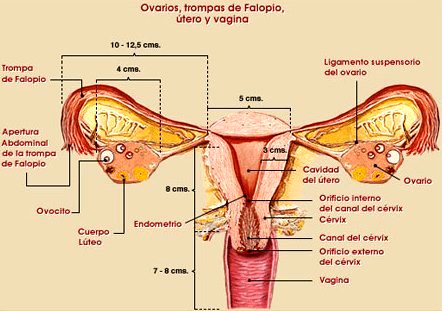 MEDIDAS DE LAS TROMPAS DE FALOPIO, OVARIOS, UTERO Y VAGINA Medidas de la Trompas de Falopio, ovarios, útero y vagina