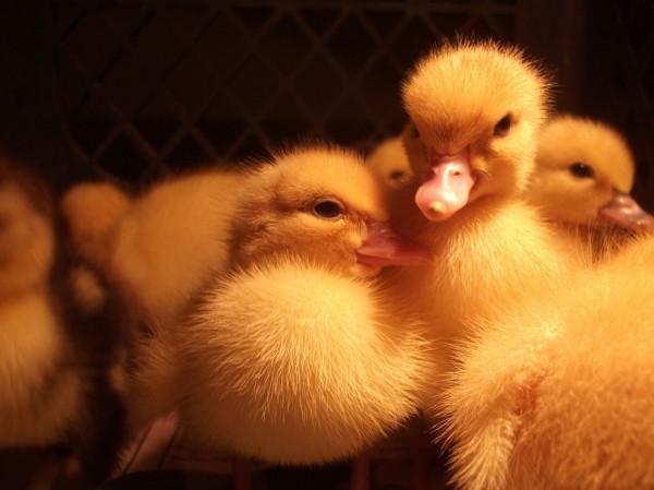 Ducklings Ducklings