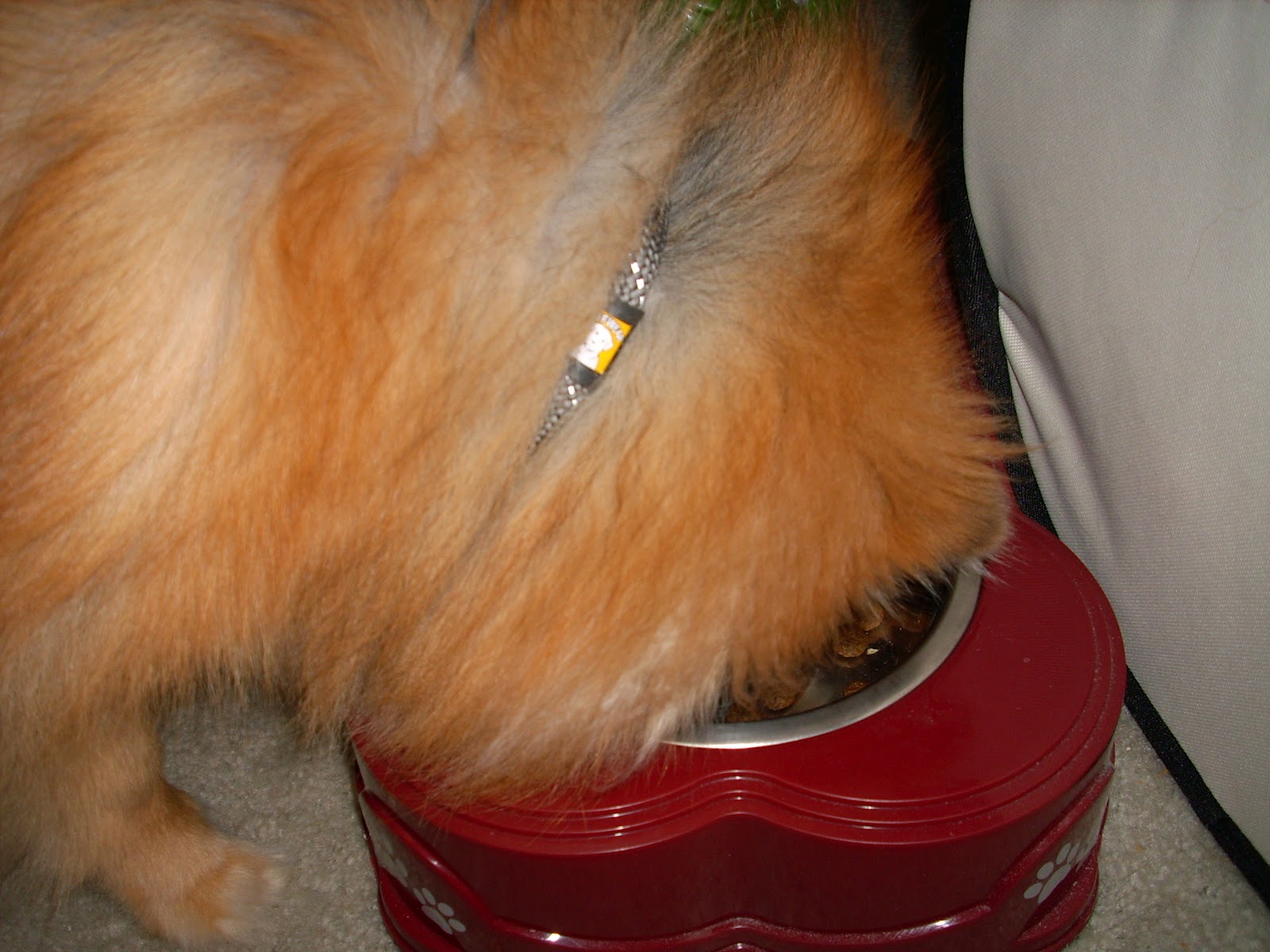 Pepper's Paws Nutro Grain Free Venison and Potato Product Review of