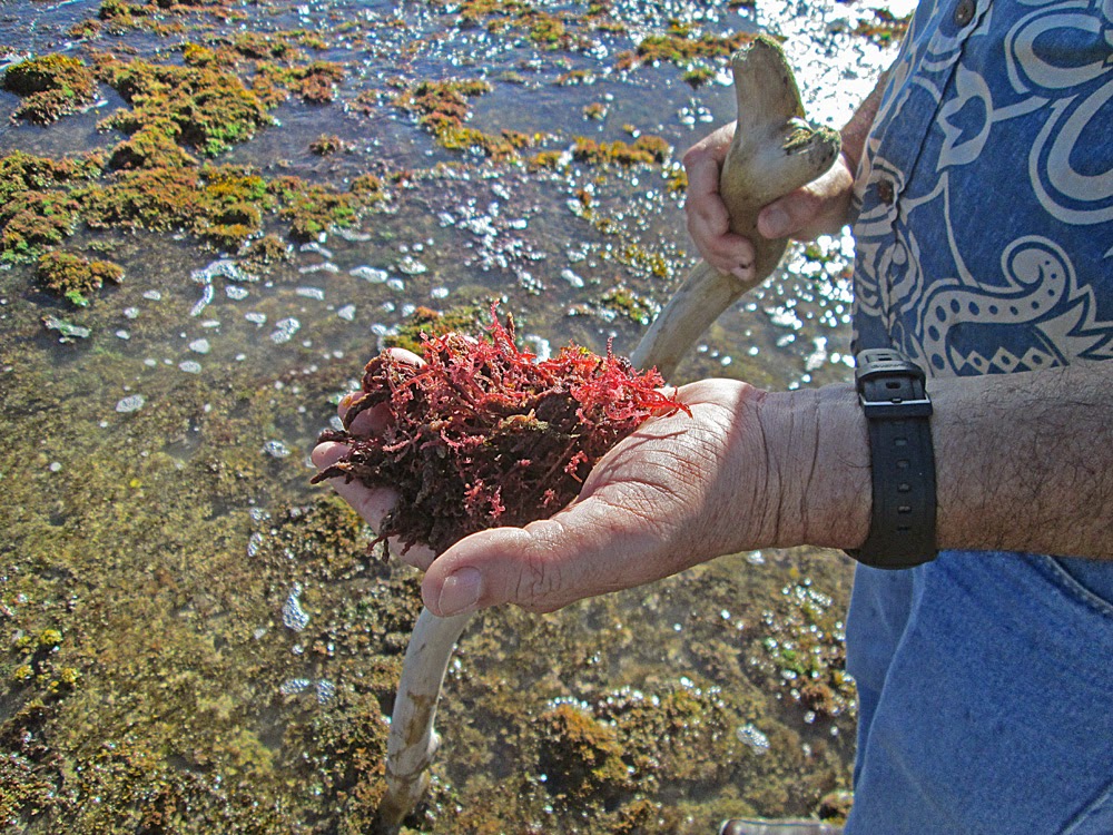 Honouliuli Ewa Traditional Cultural Properties West Oahu EcoDisaster