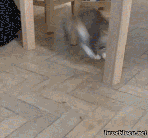 Funny cats - part 88 (40 pics + 10 gifs), cat vs bug, cat plays with a bug