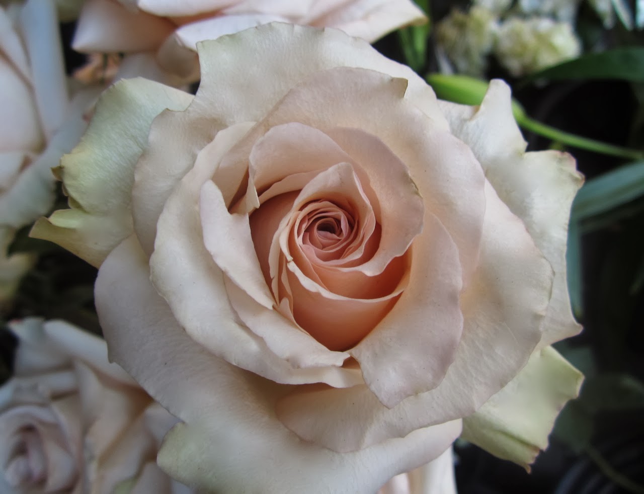 Sammy’s Flowers Color study blush