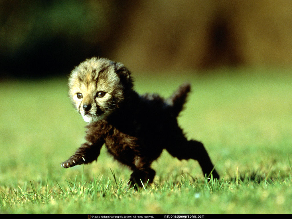http://4.bp.blogspot.com/-XH0Tq14HbfM/UMi6O8xgUXI/AAAAAAAADEA/KY4Y8t9sbLQ/s1600/National%2BGeographic%2BHD%2BWallpapers%2B6.jpg