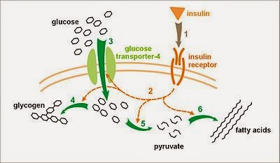 Protein Principles for Diabetes | Accretive Health Protein Principles for Diabetes | Accretive Health