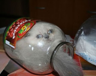 Cat in a Bottle