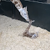 Rare giraffe born at Connecticut conservation center thumbnail