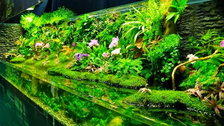 pengenalan aquascape s o b pengenalan aquascape s o b