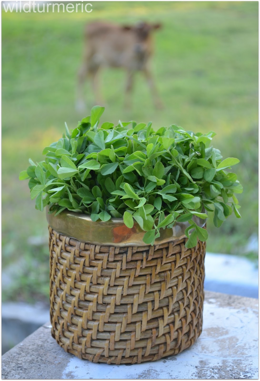 5 Top Benefits & Uses Of Fenugreek leaves Methi Leaves Vendhaya