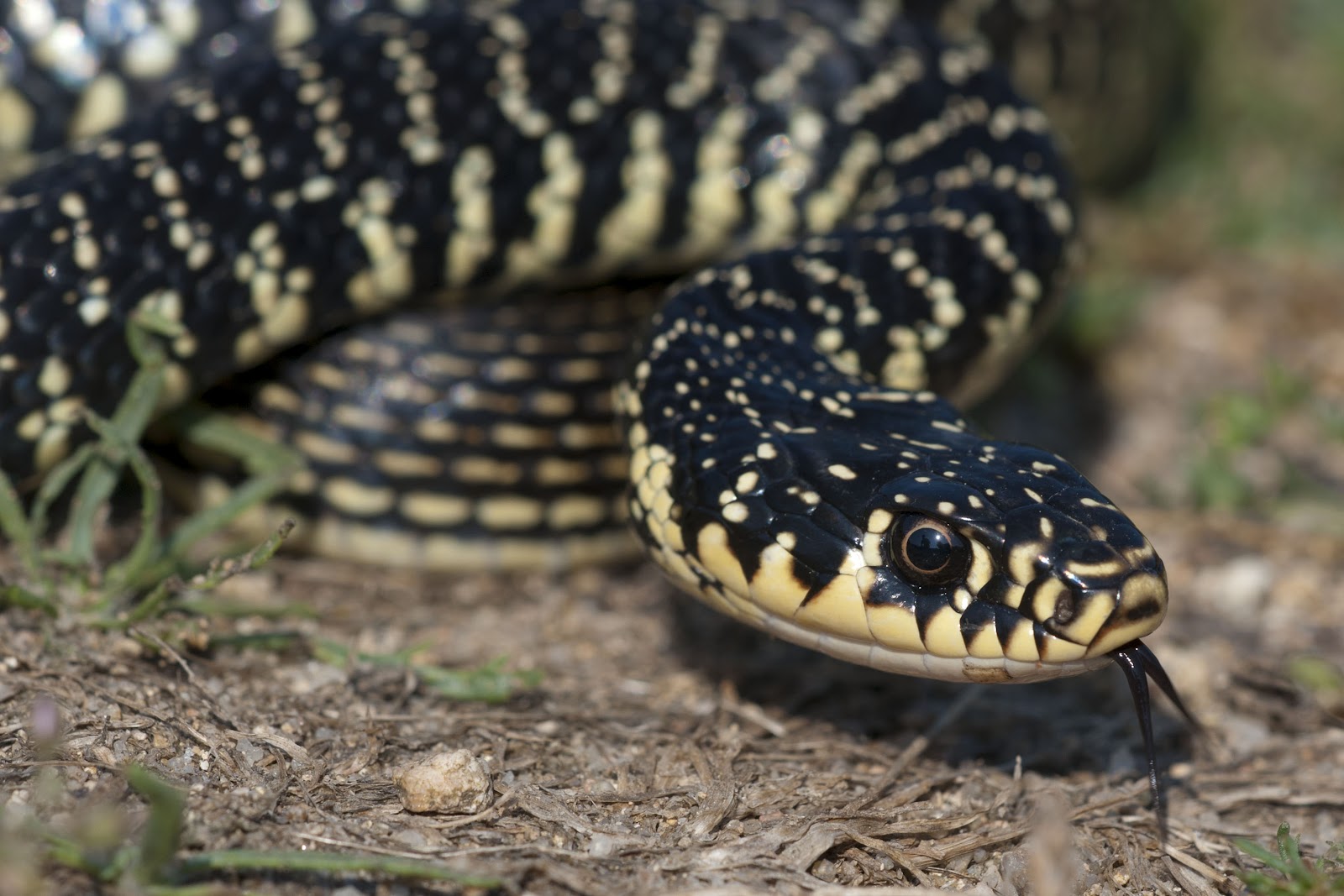 Yorkshire Field Herping and Wildlife Photography A Field Herping Trip