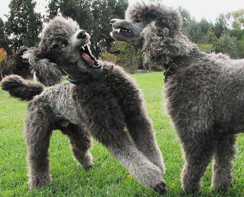 how to stop dogs from fighting how to stop fighting attack or aggression how to stop dogs from fighting how to stop fighting attack or aggression