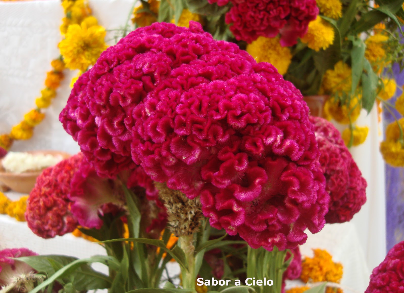 Sabor a Cielo Día de muertos Una tradición muy mexicana