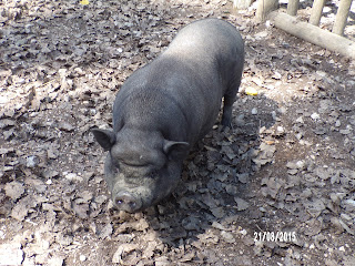 thoiry cochon
