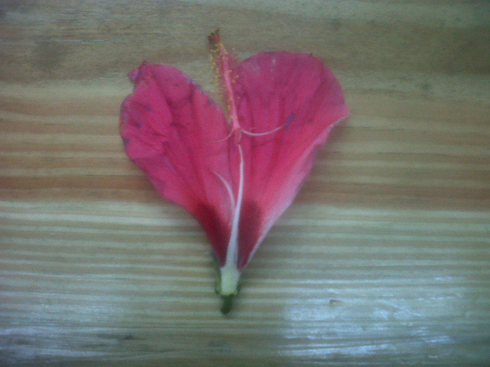 Nyla's Crafty Teaching: May 2012