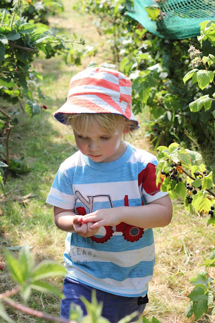 PYO raspberries