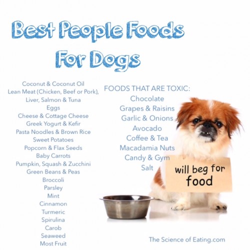 Healthiest Foods For dog list