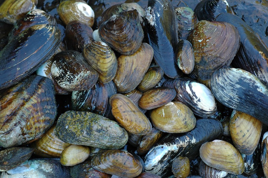The Fisheries Blog Why Do Mussels Matter?