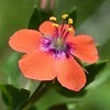 The Scarlet Pimpernel.