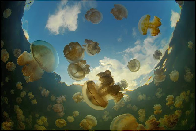 بالصوى بحيرة قناديل البحر .. هجرة الملايين من قناديل البحر الذهبية Jellyfish+lake+palau+3