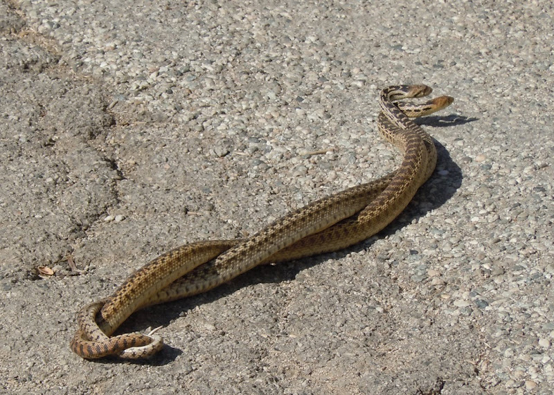 Gopher snakes mating