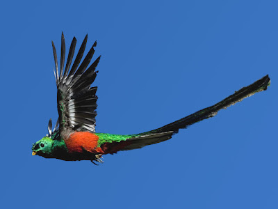 Quetzal guatamala bird