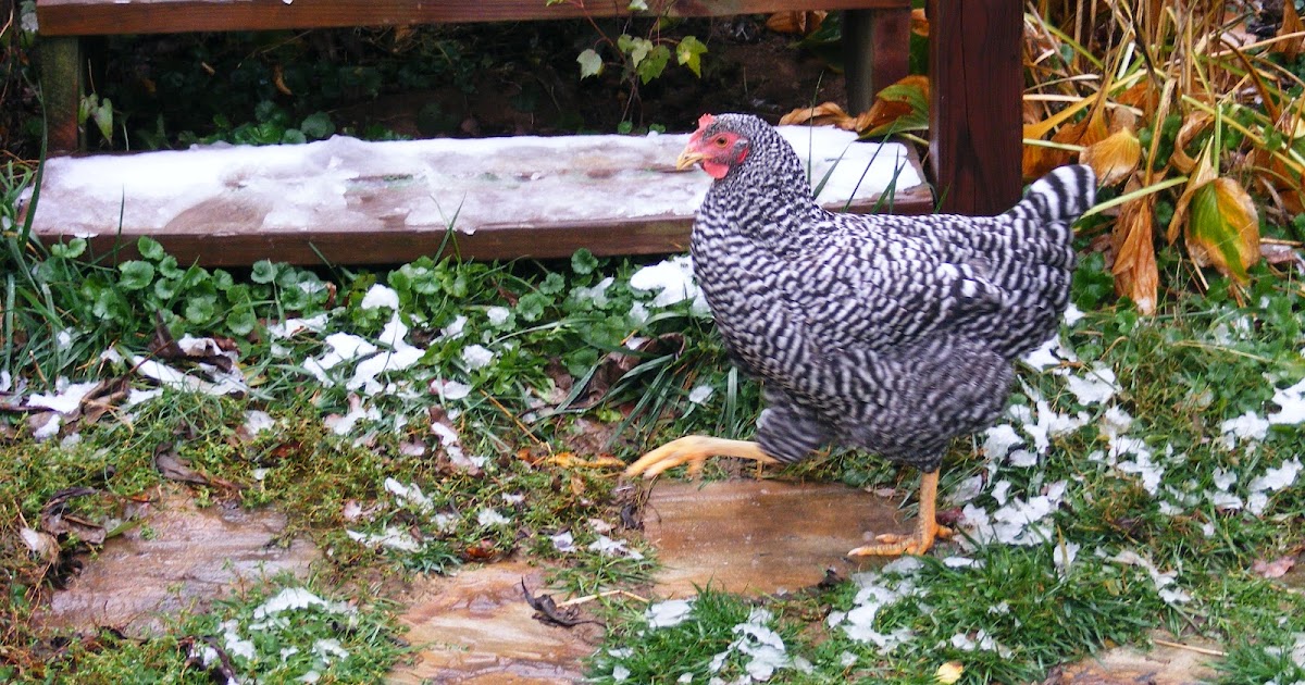 Scrumptious... Chickens in the snow...