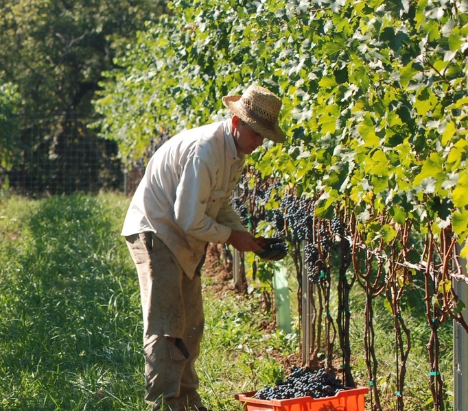 Selective Harvesting Is It Right For Everyone? The Academic Wino