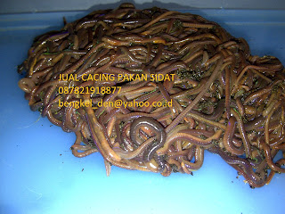 CACING LUMBRICUS RUBELLUS: CACING LUMBRICUS PAKAN SIDAT / ANGUILA SP