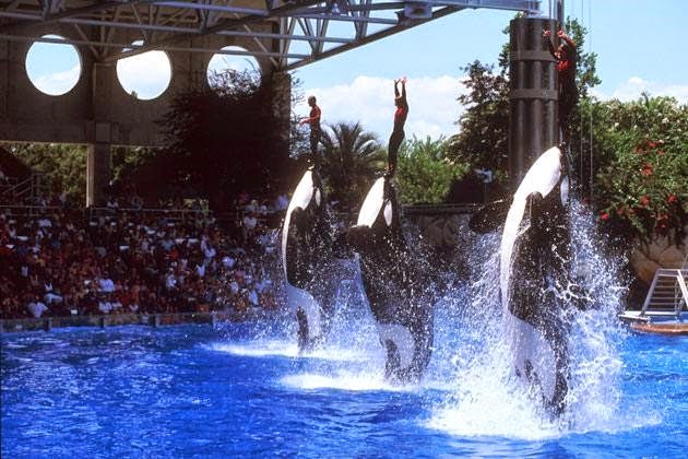 Documentário e livro podem tornar shows com orcas proibidos na Califórnia 