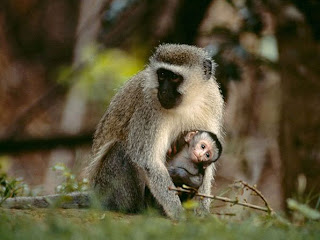 Foto Monyet Lucu Gendong Anak Foto Monyet Lucu Gendong Anak