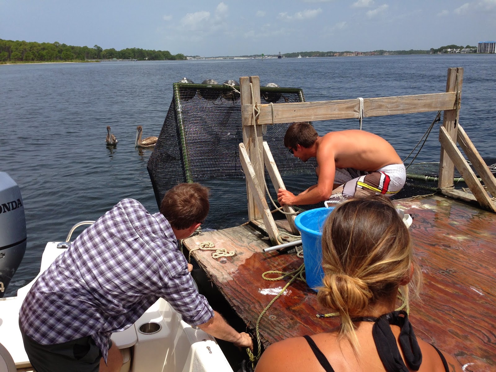 bait cages bait cages on snorkel tour